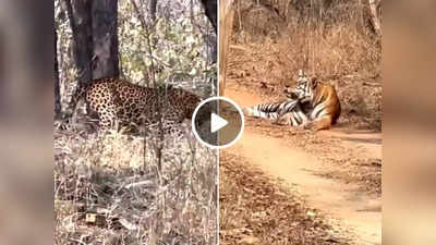 Jungle Ka Video: तेंदुए को अपने इलाके में देख टाइगर ने किया ऐसा काम, IFS ने कहा- यह बहुत अजीब बात है!