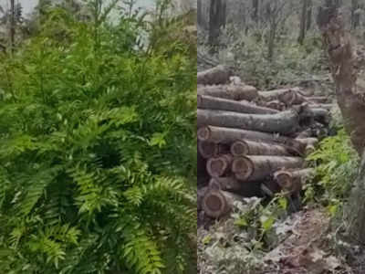 മഞ്ഞക്കൊന്ന തൊലിചെത്തി ഉണക്കാനുള്ള വനംവകുപ്പിന്‍റെ ശ്രമം അശാസ്ത്രീയം; സര്‍ക്കാര്‍ പണം പാഴാക്കരുതെന്ന് ആവശ്യപ്പെട്ട് വനംമന്ത്രിക്ക് കത്ത്