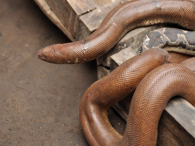 Red sand boa