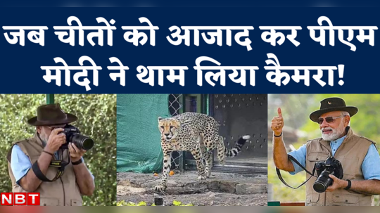 cheetah released in kuno national park pm modi captures moment through camera watch video