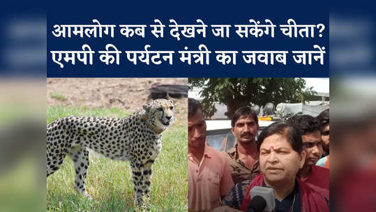 when we will see movement of cheetah in kuno know from tourism minister of mp usha thakur