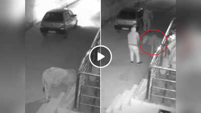 Viral News: रात के अंधेरे में आए चोर, गाय के बछड़े को मारुति 800 में डालकर ले गए, CCTV फुटेज वायरल