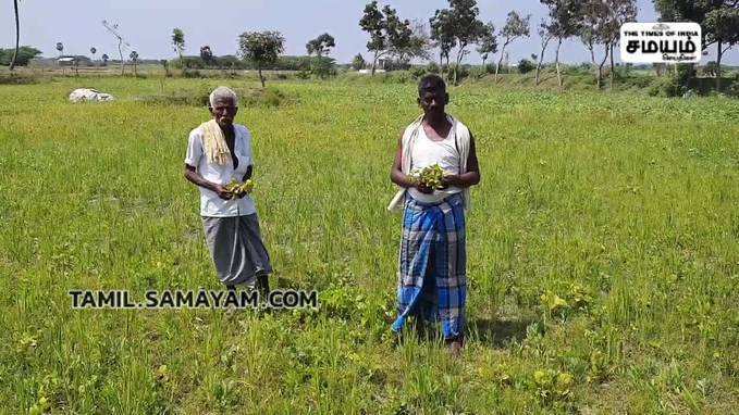 அறுவடைக்கு தயாராக இருந்த 50 ஏக்கர் உளுந்து பயிர்கள் சேதம்