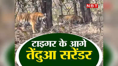 Jungle News: जंगल में तेंदुए की नहीं चलती, देखिए कैसे गब्बर टाइगर को देख जमीन पर लोटने लगा