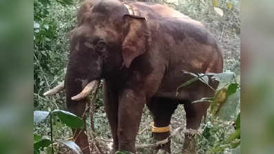 Wild Elephant Rescue-ಅಬ್ಬಾ.. ಅಂತೂ ಸೆರೆ ಸಿಕ್ಕಿದೆ....ದಕ್ಷಿಣ ಕನ್ನಡದ ಕಡಬದಲ್ಲಿ ಇಬ್ಬರನ್ನು ಬಲಿ ಪಡೆದ ಕಾಡಾನೆ