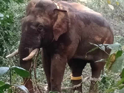 Wild Elephant Rescue-ಅಬ್ಬಾ.. ಅಂತೂ ಸೆರೆ ಸಿಕ್ಕಿದೆ....ದಕ್ಷಿಣ ಕನ್ನಡದ ಕಡಬದಲ್ಲಿ ಇಬ್ಬರನ್ನು ಬಲಿ ಪಡೆದ ಕಾಡಾನೆ