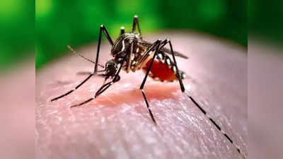 Bengaluru Dengue Cases: ಡೆಂಗೆ ಬಂದಿದೆ, ತುಸು ಎಚ್ಚರವಹಿಸಿ : ಒಂದೂವರೆ ತಿಂಗಳಲ್ಲಿ 262 ಜನರಲ್ಲಿ ಡೆಂಗೆ