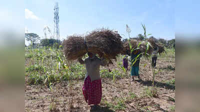 Millet Farming:ರಾಮನಗರದಲ್ಲಿ ರಾಗಿ ಖರೀದಿಗೆ ತಾತ್ಕಲಿಕ ಬ್ರೇಕ್‌: ಅಗ್ನಿ ಅವಘಡದಿಂದ ರೈತರಿಗೆ ನಷ್ಟ