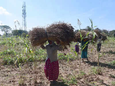 Millet Farming:ರಾಮನಗರದಲ್ಲಿ ರಾಗಿ ಖರೀದಿಗೆ ತಾತ್ಕಲಿಕ ಬ್ರೇಕ್‌: ಅಗ್ನಿ ಅವಘಡದಿಂದ ರೈತರಿಗೆ ನಷ್ಟ