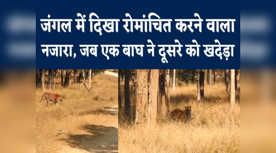MP Tiger Fight Video : दो बाघों में राज को लेकर संघर्ष, रोमांचित करने वाला वीडियो वायरल