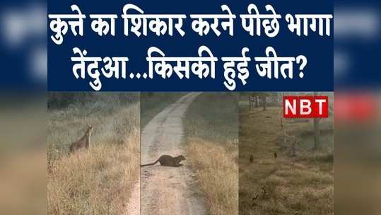 leopard runs after dog in pench tiger reserve but cant catch it watch video