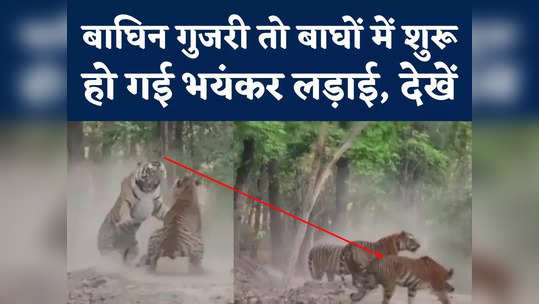 dangal between tigers in forest roar to kanha national park watch video