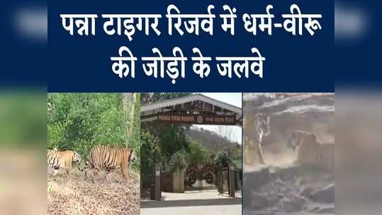 friendship of two tigers in panna tiger reserve watch video