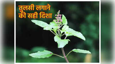 Tulsi Vastu Tips: घर में यहां लगाएं तुलसी का पौधा, बरसेगा धन, मां लक्ष्‍मी होंगी प्रसन्‍न