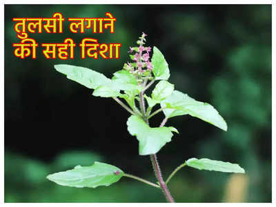 Tulsi Vastu Tips: घर में यहां लगाएं तुलसी का पौधा, बरसेगा धन, मां लक्ष्‍मी होंगी प्रसन्‍न