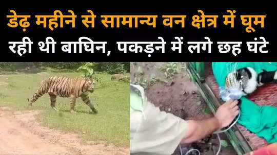 tigress was roaming free from satpura tiger reserve in hoshangabad rescue operation lasted for six hours see