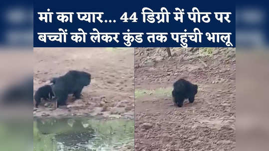 mother love bear arrived to give water to children on their back in scorching sun see