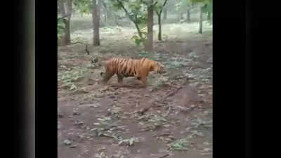 Chhattisgarh का आदमखोर बाघ भटक कर सोनभद्र के जरहा वन क्षेत्र पहुंचा, लोगों का मांस करता है ज्यादा पसंद