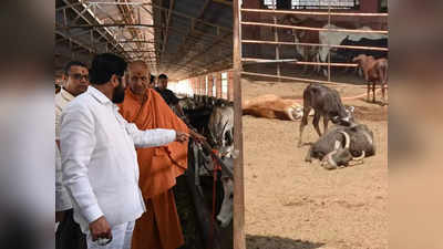 Big News : कोल्हापुरातील कणेरी मठात धक्कादायक घटना, ५४ गायींचा मृत्यू, ३० गंभीर, शिळे अन्न दिल्यानं प्रकार?