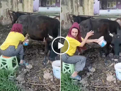 Viral Video: दूध निकालने गाय के पास गई थी लड़की, आगे जो हुआ वह देख लोग हंसी नहीं रोक पा रहे