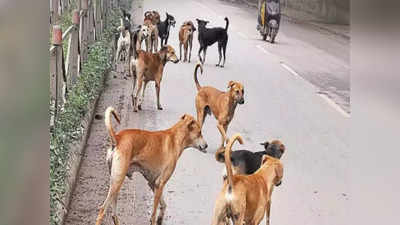 Bengaluru Stray Dog Menace: ಬೆಂಗಳೂರಿನಲ್ಲಿ ಬೀದಿ ನಾಯಿಗಳ ದಾಳಿ ಹೆಚ್ಚಳ-  ಮೂರು ಲಕ್ಷ ಬೀದಿ ನಾಯಿಗಳಿವೆ ಎಚ್ಚರ!
