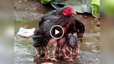 Mother Love: मुर्गी ने बच्चों को बारिश से ऐसे बचाया, वीडियो देखकर लोग इमोशनल हो गए