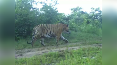 वाघाच्या हल्ल्यात गुराखाच्या मृत्यू; चालू वर्षातील तिसरी घटना