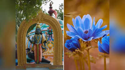 Shani Upay: শনি ঠাকুরের বক্রদৃষ্টি থেকে বাঁচায় এই রং, জানুন কী ভাবে ব্যবহার করবেন