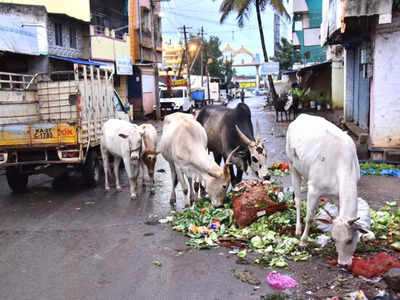 ಬಿಡಾಡಿ ಪ್ರಾಣಿಗಳ ಹಾವಳಿ : ಹಂದಿ, ನಾಯಿ, ಕೋತಿ, ಕುದುರೆ, ಹಸುಗಳ ಉಪಟಳಕ್ಕೆ ಚನ್ನಪಟ್ಟಣ ಜನ ತತ್ತರ!