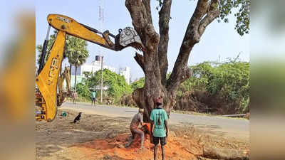 மும்முரமாக நடக்கும் திண்டிவனம் - மரக்காணம் நான்கு வழிச்சாலை சாலை விரிவாக்க பணி.. அரிய வகை மரங்கள் அகற்றம்..