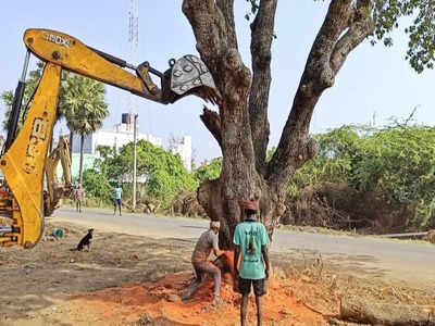 மும்முரமாக நடக்கும் திண்டிவனம் - மரக்காணம் நான்கு வழிச்சாலை சாலை விரிவாக்க பணி.. அரிய வகை மரங்கள் அகற்றம்..