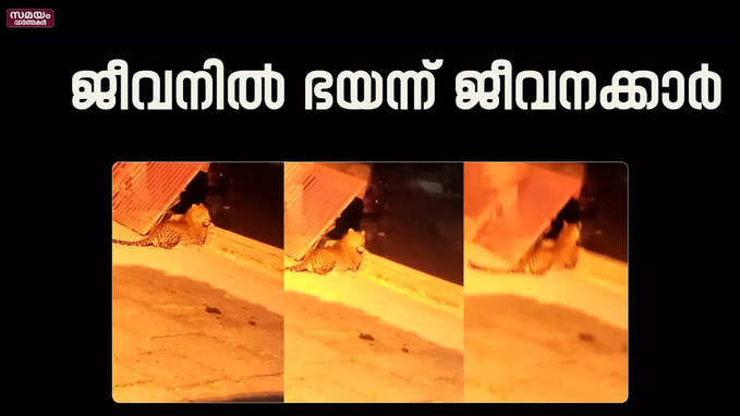 പമ്പ ഗണപതി ക്ഷേത്ര തിരുമുറ്റത്ത് പുലി; ആശങ്കയിലായി ജീവനക്കാർ