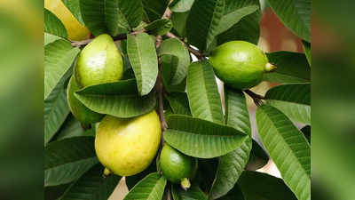 Guava Leaves benefits : பருக்கள் முதல் கரும்புள்ளிகள் வரை சரிசெய்யும் கொய்யா இலை... எப்படி பயன்படுத்தணும்?