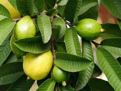 Guava Leaves benefits : பருக்கள் முதல் கரும்புள்ளிகள் வரை சரிசெய்யும் கொய்யா இலை... எப்படி பயன்படுத்தணும்?