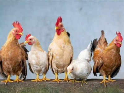 Jharkhand में ‘बर्ड फ्लू’ के प्रकोप के कारण लगभग 4,000 मुर्गियां-बत्तखें मारी जाएंगी, सभी जिलों में अलर्ट