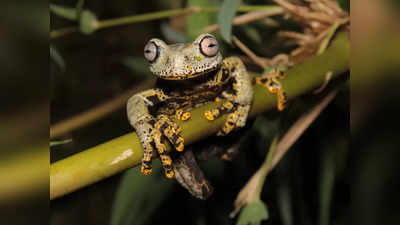 New Species of Frog: जंगलों में भटकते हुए वैज्ञानिकों ने खोजी मेंढक की नई प्रजाति, लॉर्ड ऑफ द रिंग्स से है अनोखा कनेक्शन