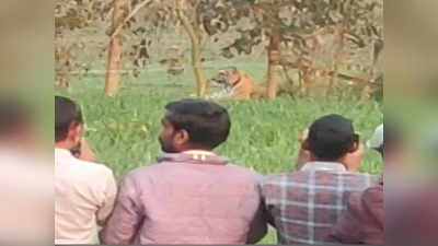 Pilibhit में खेत में बैठे धूप सेंकता रहा बाघ, लोगों ने बनाया वीडियो