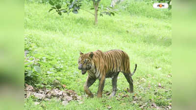 Royal Bengal Tiger : কাঁকড়া ধরতে গিয়ে টেনে নিয়ে গেল বাঘ, সুন্দরবনে  জঙ্গল থেকে উদ্ধার মৎস্যজীবীর দেহ