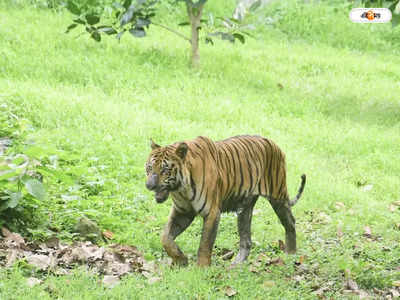 Royal Bengal Tiger : কাঁকড়া ধরতে গিয়ে টেনে নিয়ে গেল বাঘ, সুন্দরবনে  জঙ্গল থেকে উদ্ধার মৎস্যজীবীর দেহ