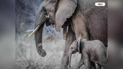 Elephant Attack : হাতির তাণ্ডবে চোখে ঘুম নেই গ্রামবাসীদের, দুষ্টু-দের ধরপাকড় শুরু বাঁকুড়ায়