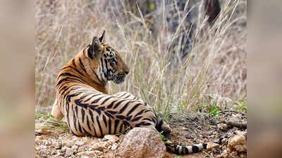 Tiger Reserve: ఇది పెద్దపులులకు నిలయం.. వెళ్లారంటే వాటిని చూడొచ్చు..!