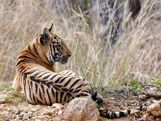 Tiger Reserve: ఇది పెద్దపులులకు నిలయం.. వెళ్లారంటే వాటిని చూడొచ్చు..!