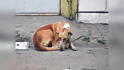 Man Rapes Stray Dog: ರಾಜಧಾನಿಯಲ್ಲಿ ಅಮಾನುಷ ಕೃತ್ಯ: ಬೀದಿ ನಾಯಿ ಮೇಲೆ ಅತ್ಯಾಚಾರ ನಡೆಸಿದ ಕ್ರೂರ ಕಾಮುಕ