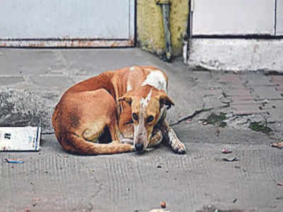 Man Rapes Stray Dog: ರಾಜಧಾನಿಯಲ್ಲಿ ಅಮಾನುಷ ಕೃತ್ಯ: ಬೀದಿ ನಾಯಿ ಮೇಲೆ ಅತ್ಯಾಚಾರ ನಡೆಸಿದ ಕ್ರೂರ ಕಾಮುಕ