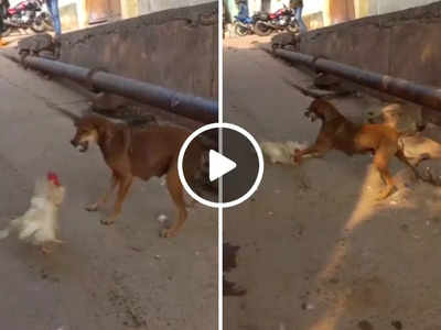 कुत्ते ने पटका तो मुर्गे ने दिखा दी अपनी ताकत, वीडियो देख लोग इस बात पर भड़क गए