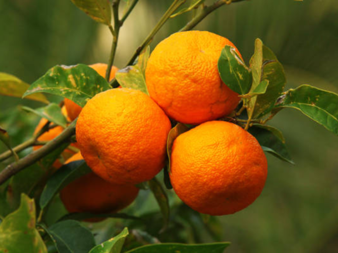 कडू संत्रा