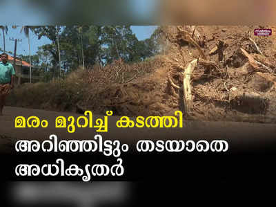 ലക്ഷങ്ങൾ വിലയുള്ള മരം മുറിച്ച് കടത്തി ; മൗനം നടിച്ച് അധികൃതർ