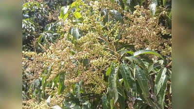 Protection Of Mango Flower- ಮನ ಸೆಳೆಯುತ್ತಿರುವ ಮಾವಿನ ಹೂ, ಸಂರಕ್ಷಣೆ ಮಾಡಿ ಹೀಗೆ...