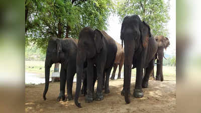 महाराष्ट्रातील एकमेव शासकीय हत्ती कॅम्पमध्ये प्रसूतीनंतर हत्तीच्या पिलाचा मृत्यू, वनविभागात खळबळ