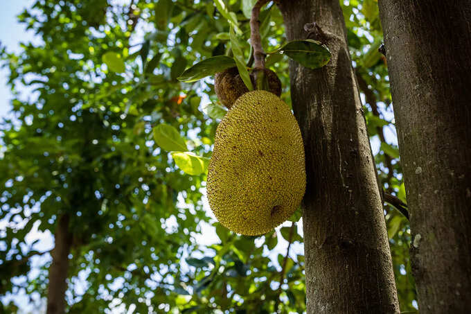 রোগ প্রতিরোধ ক্ষমতা বাড়ায়